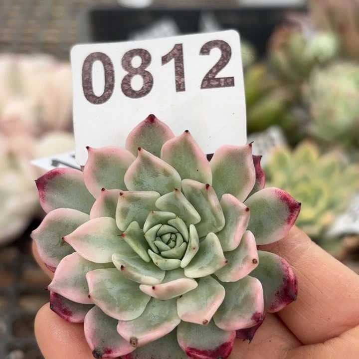 满18包邮当场凑单凑不满发顺丰到付