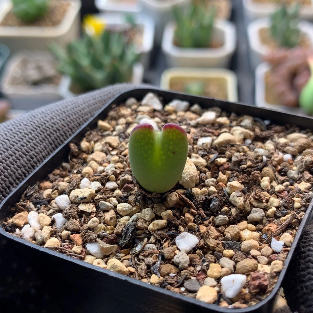 544爱丽丝母本一颗