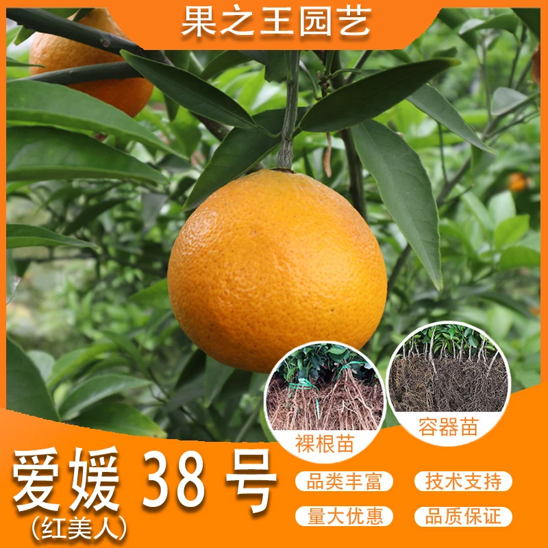 果之王【红美人】爱媛28号盆栽地栽嫁接产量高南北耐寒柑橘苗