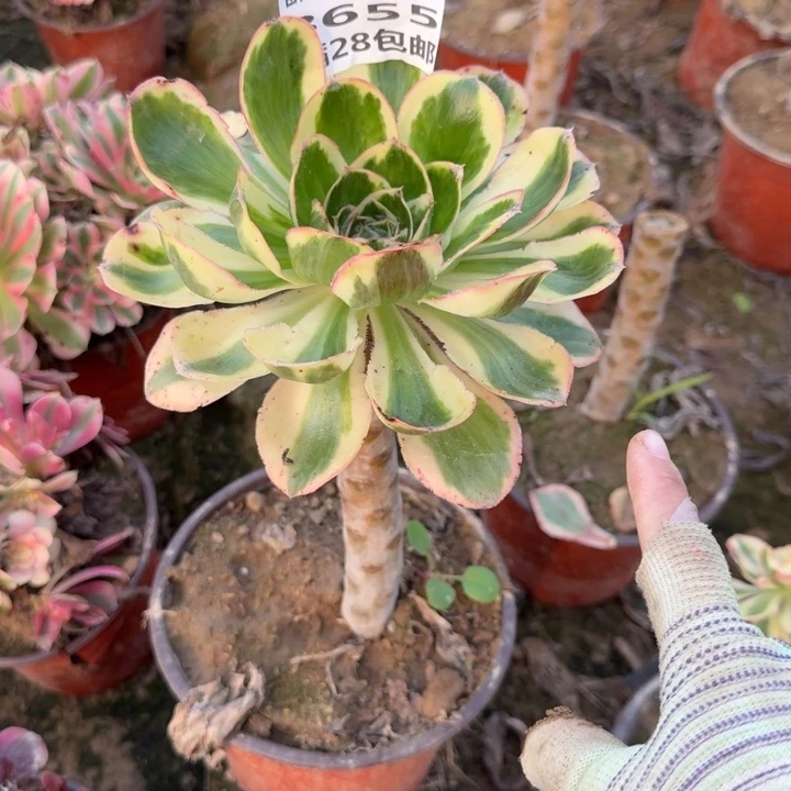8655二号棚燕姿多肉C