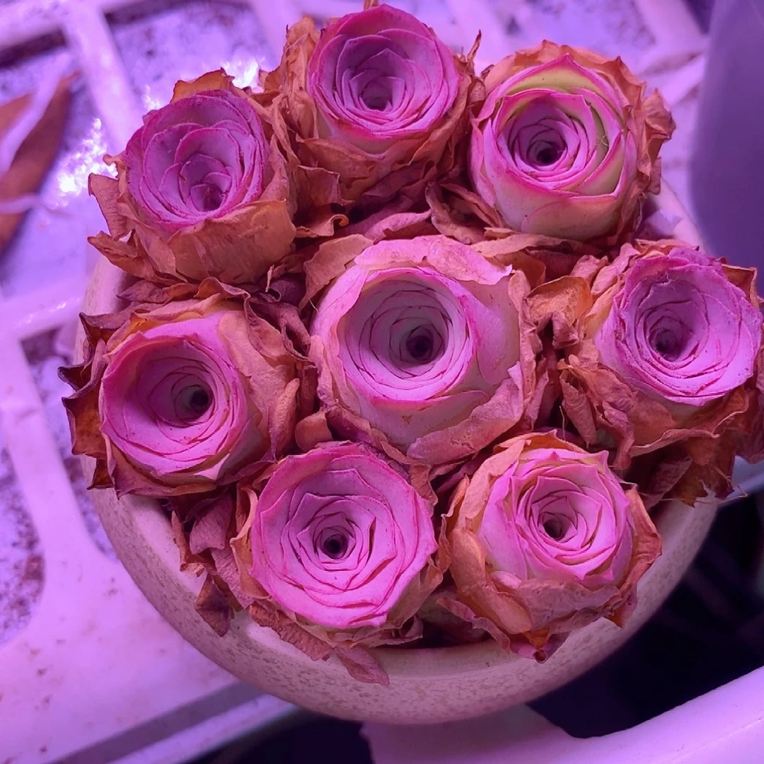 紫玲珑花篮一物一拍0019