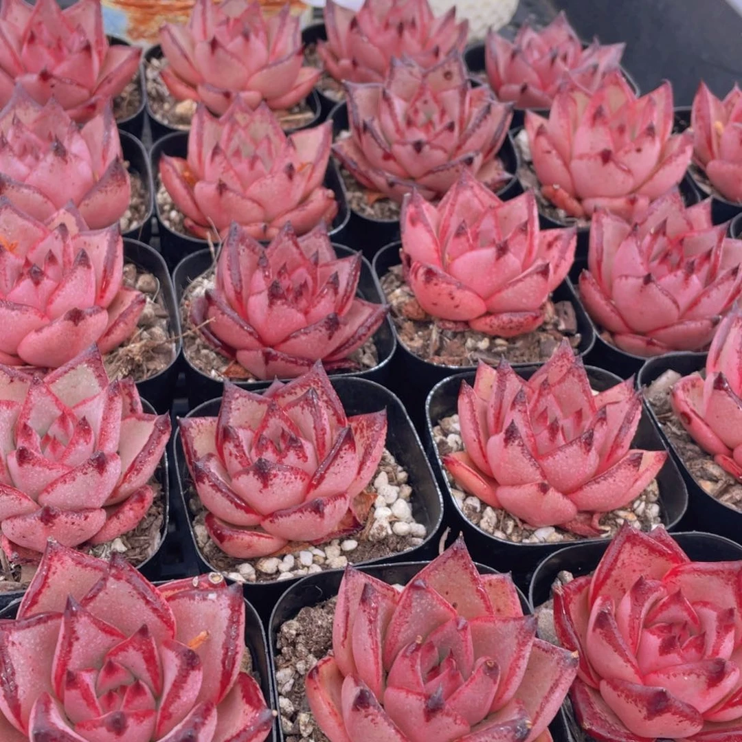 量拍33号 罗密欧金牛座单头一个