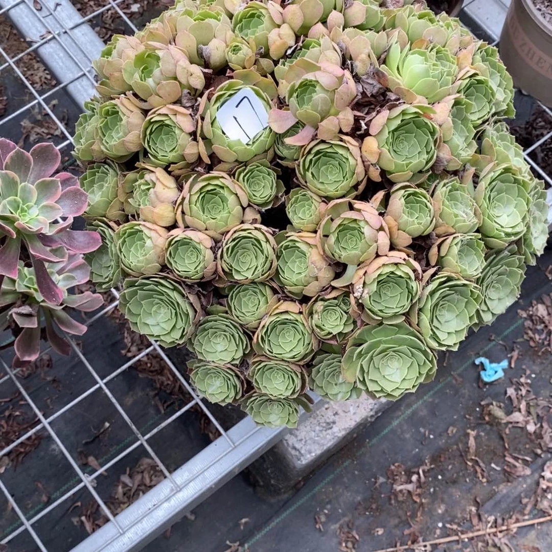 桃*多肉植物组合拼盘17