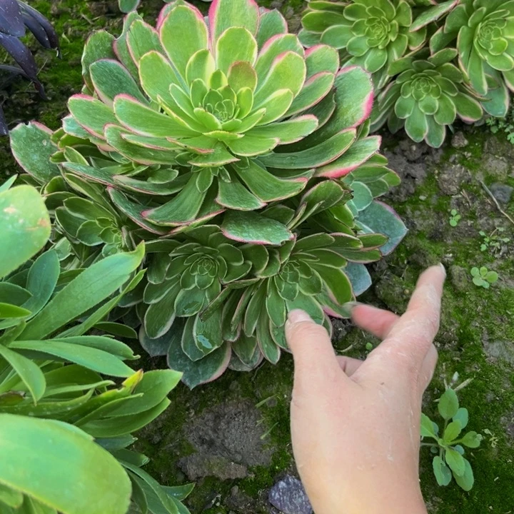 粉花妖多肉植物捧花