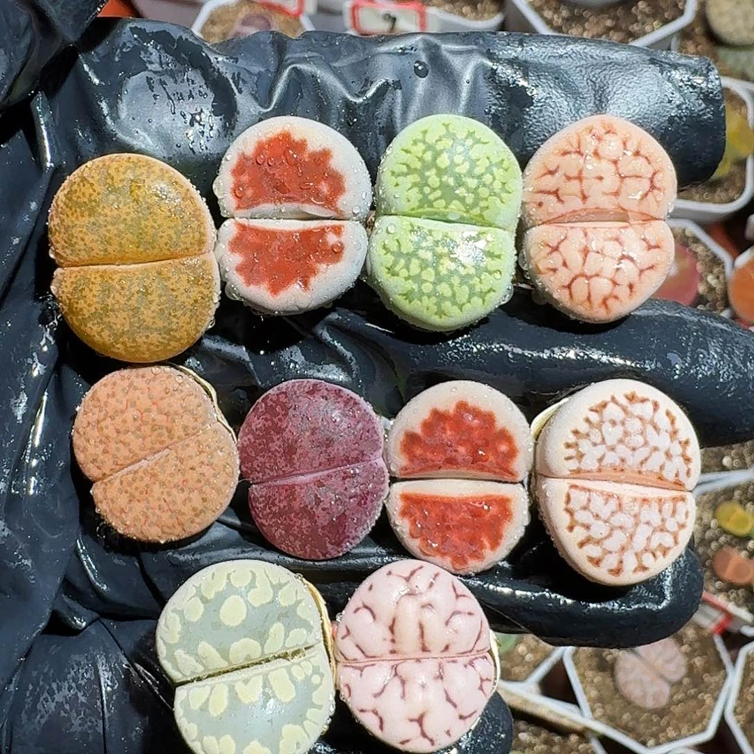 生石花等1111111。  117