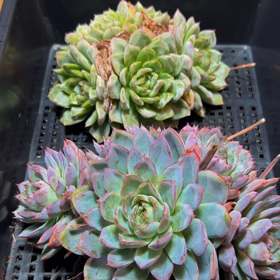 100多肉的小龙虾和一只