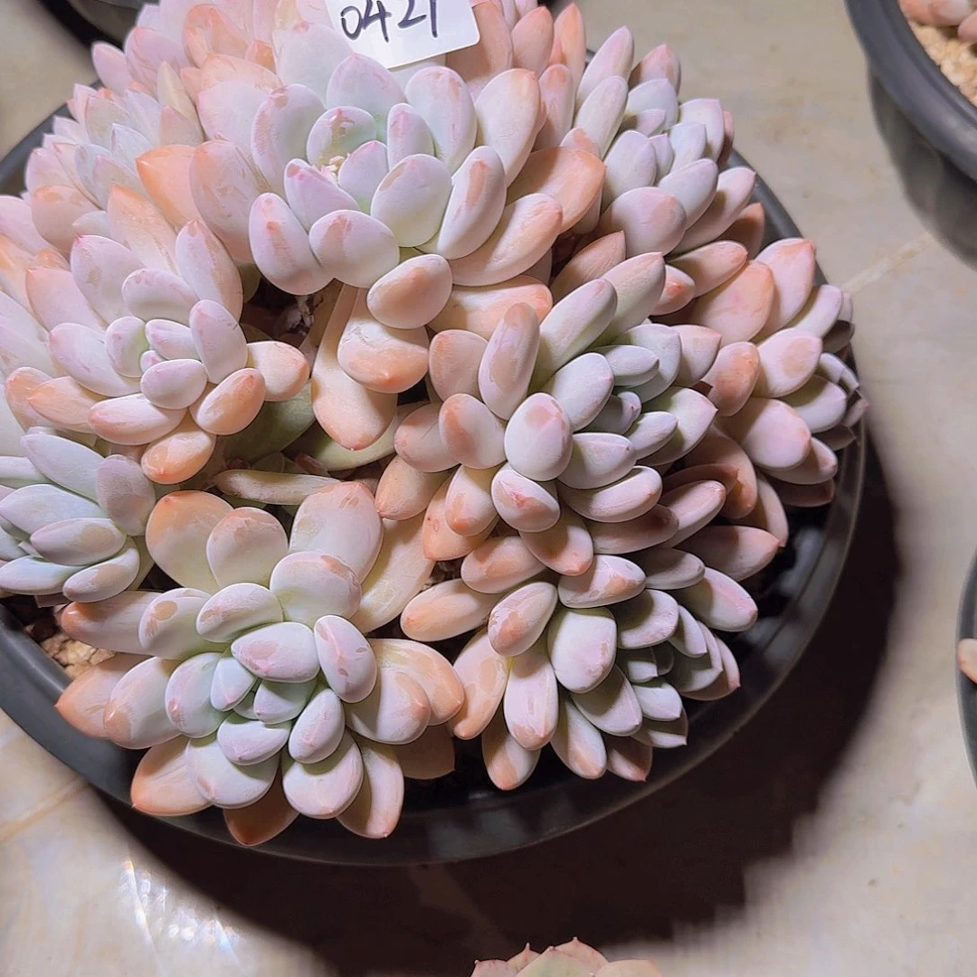 来***张0429香水多肉植物