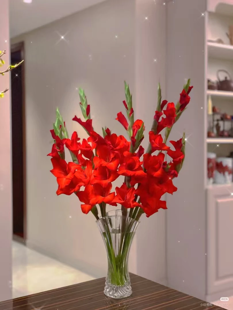 广东精品剑兰唐菖蒲花束鲜花卉直播现场直播卖花水培插花云南基地