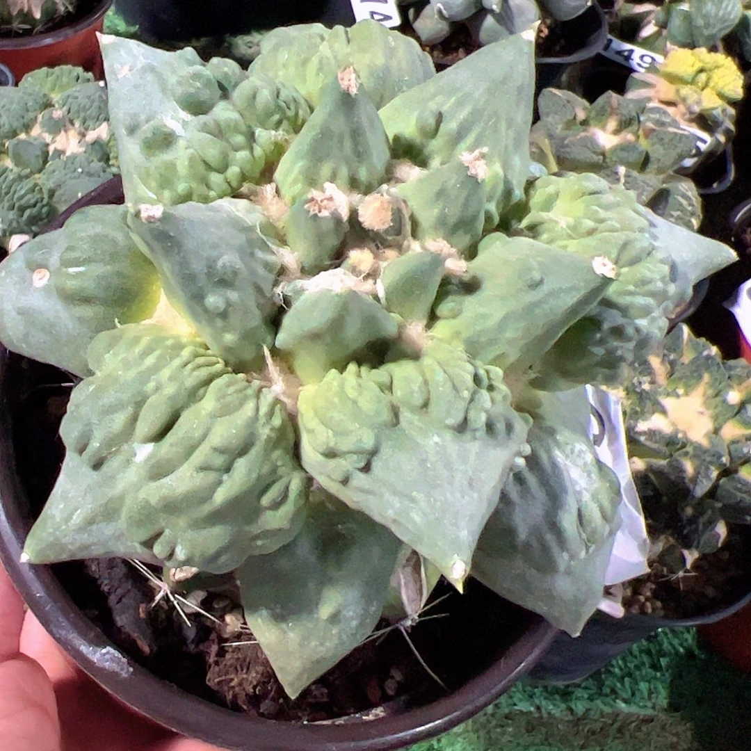 无花朵福利尖尤怒涛牡丹145