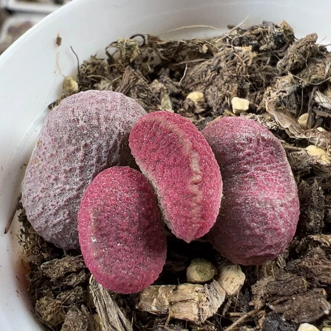 红烧肉多肉植物水泡