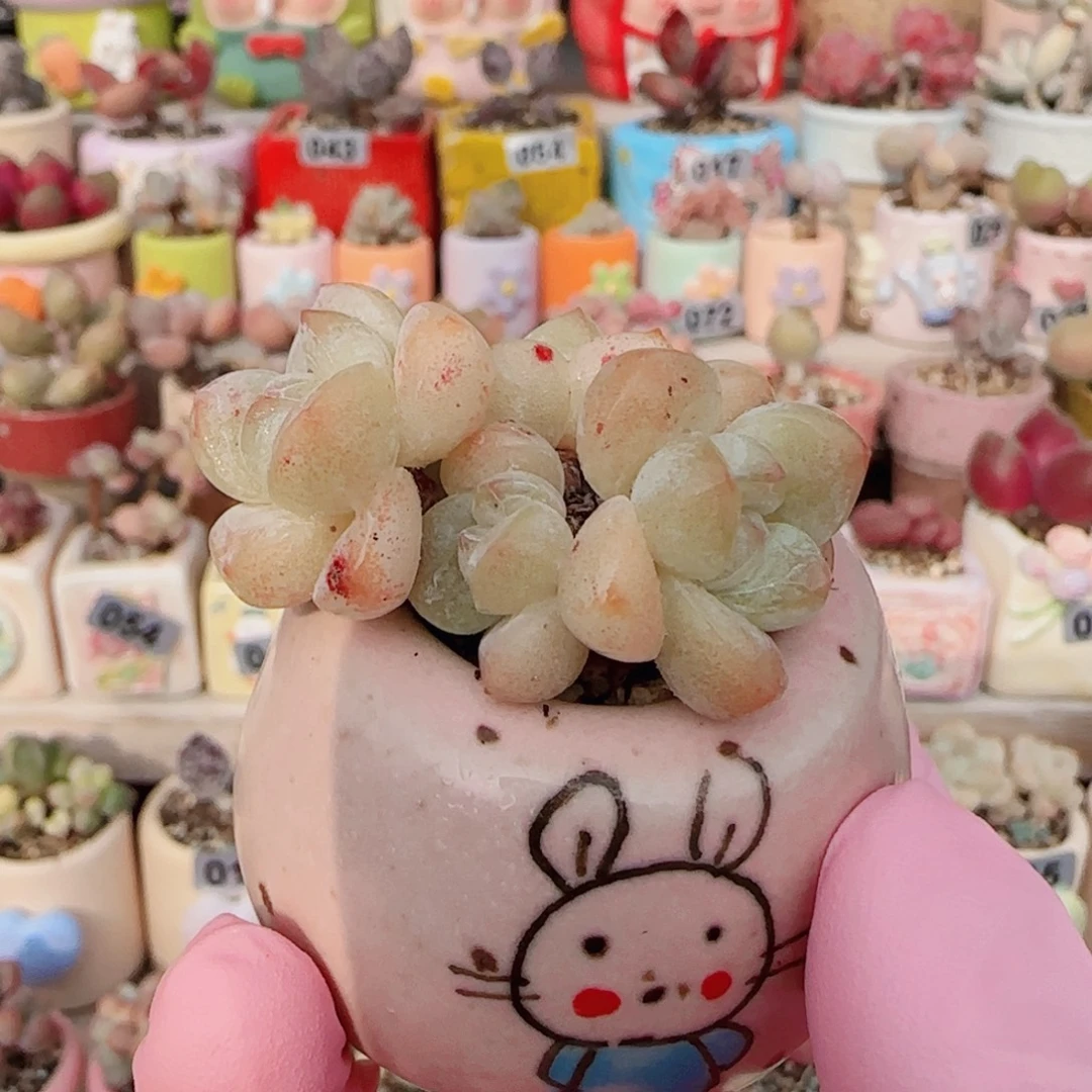 白底冰玉 盆口3cm