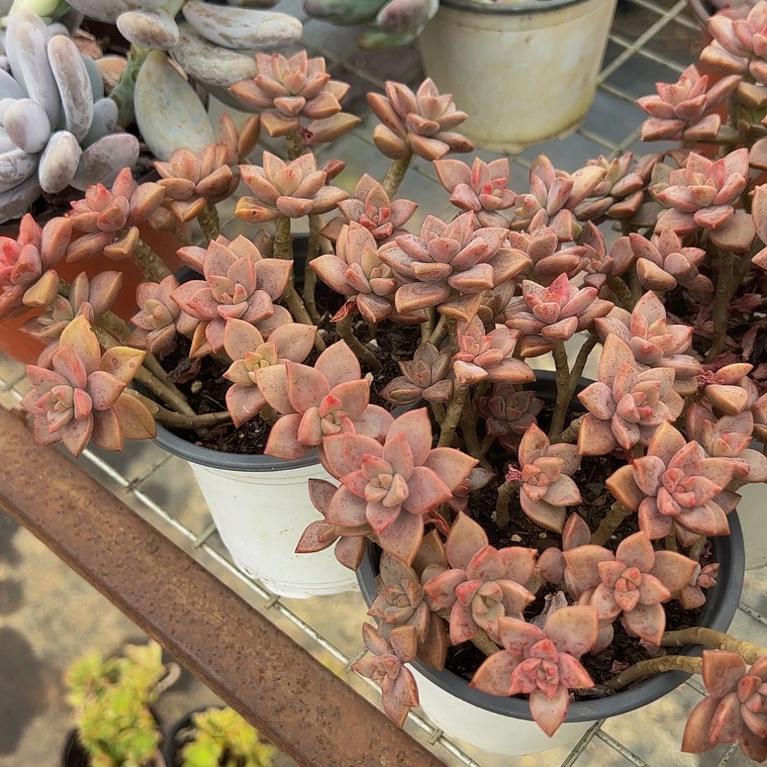 姬胧月散装带盆土精品二盆