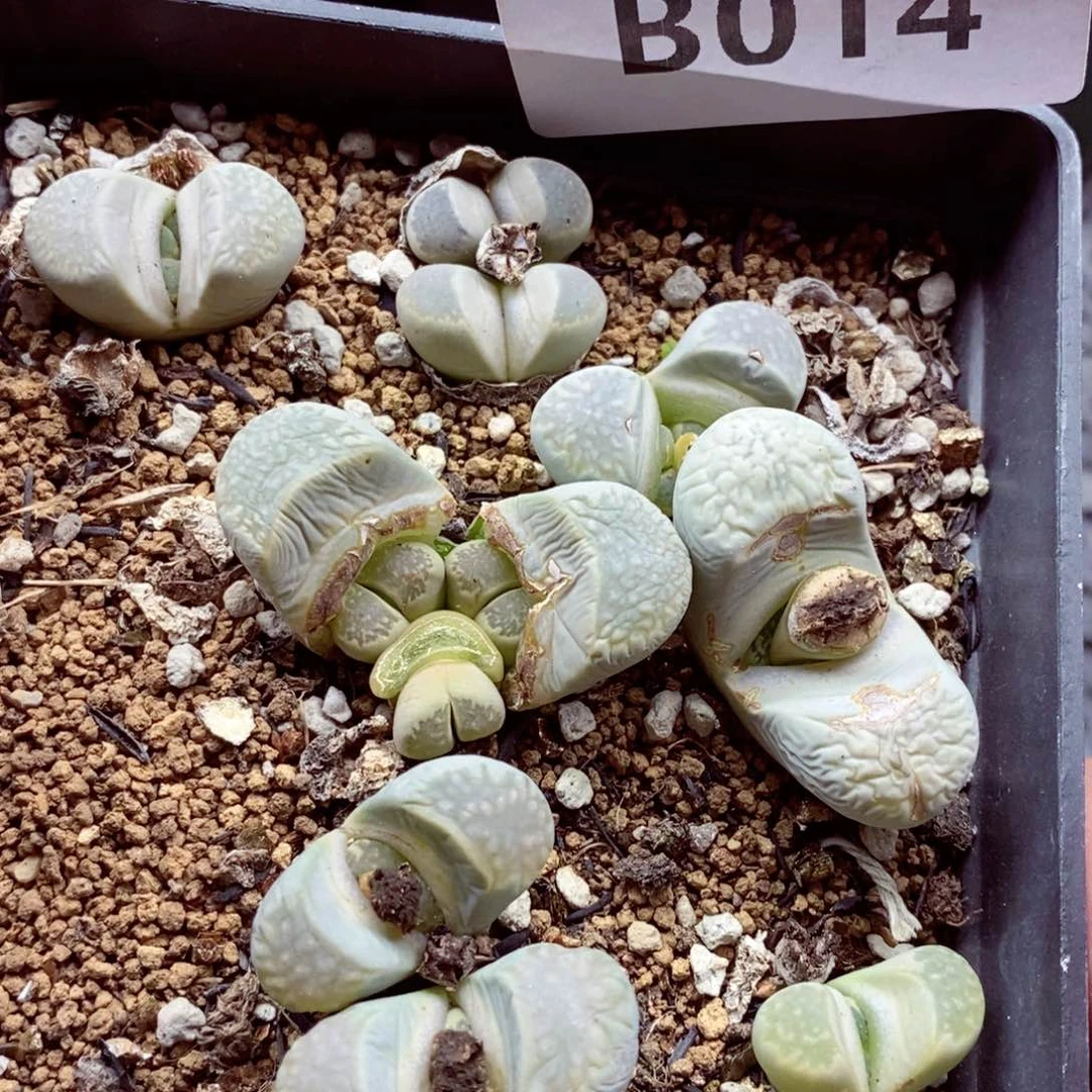 我的小姐姐们都是我的小可爱014