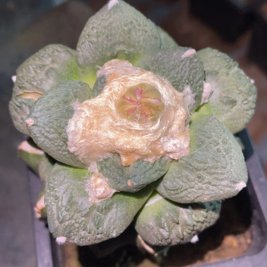 青瓷怒杂 仙人球开花