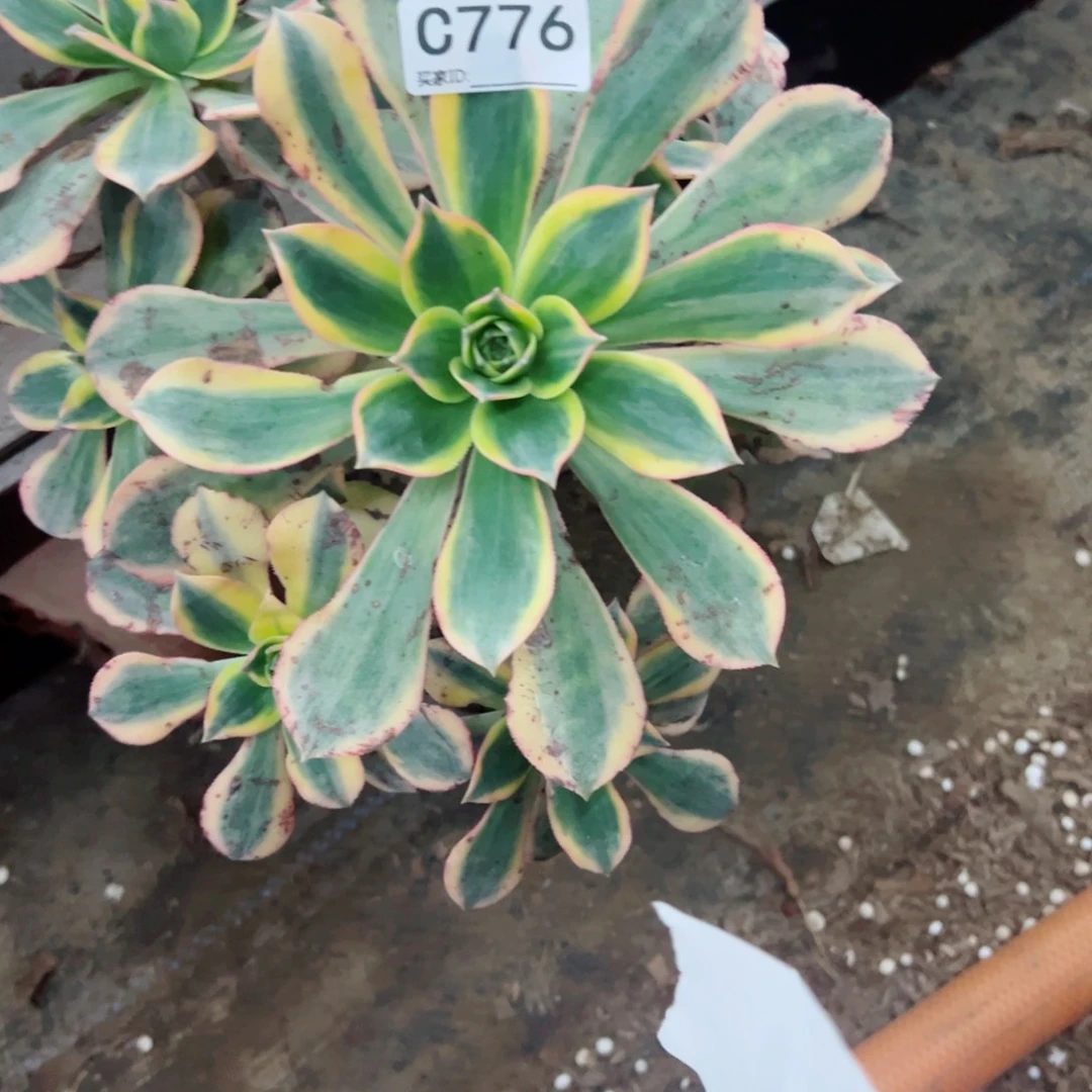 776灿烂多肉植物法师
