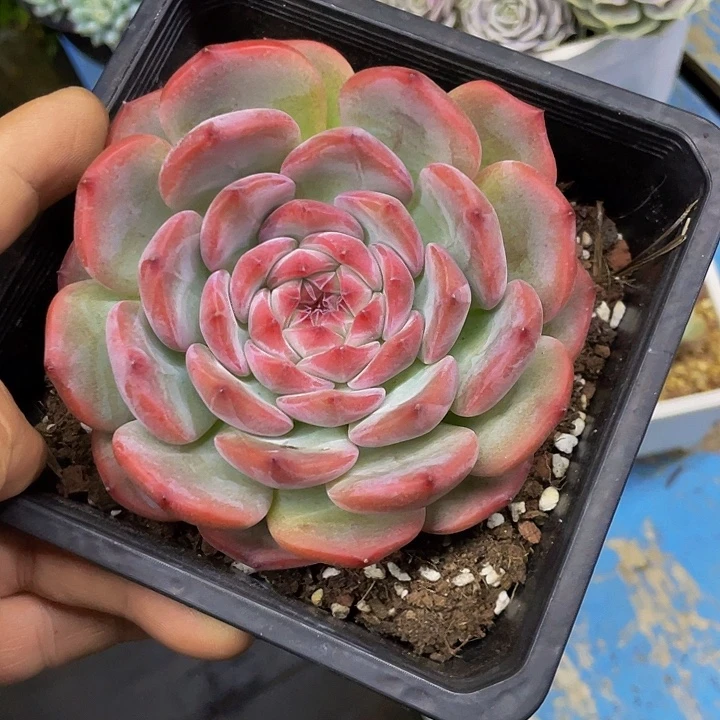 一物一拍一样物品娃娃杂星影