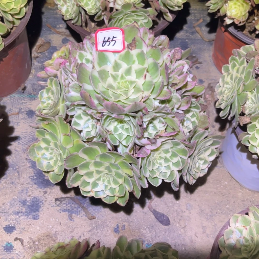 655多肉植物樱花法师