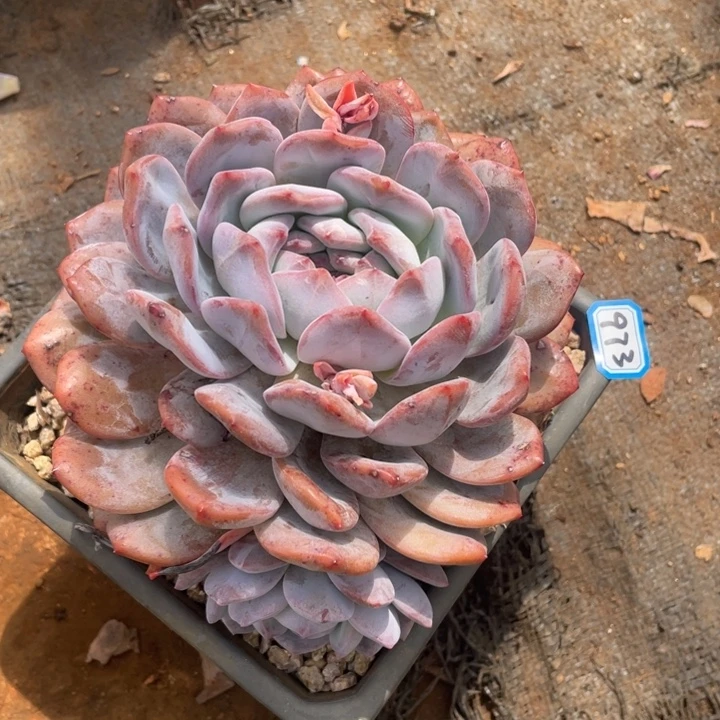973橙子一物一拍多肉