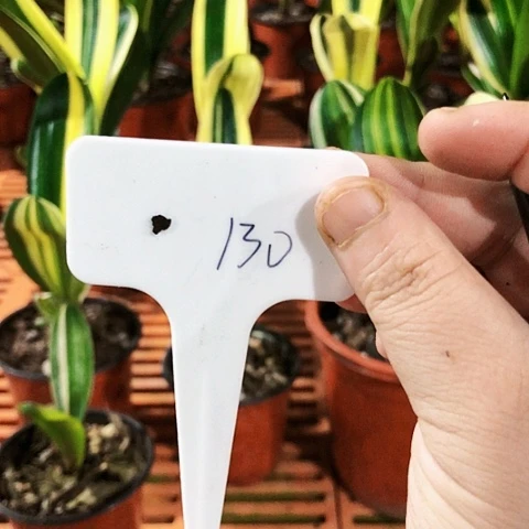 【闪购商品】刘*平