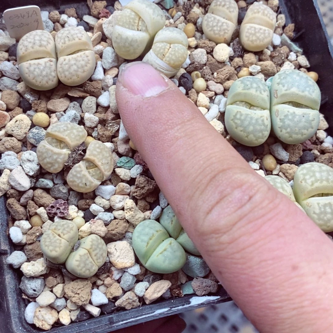 我的小姐姐们都是我的613