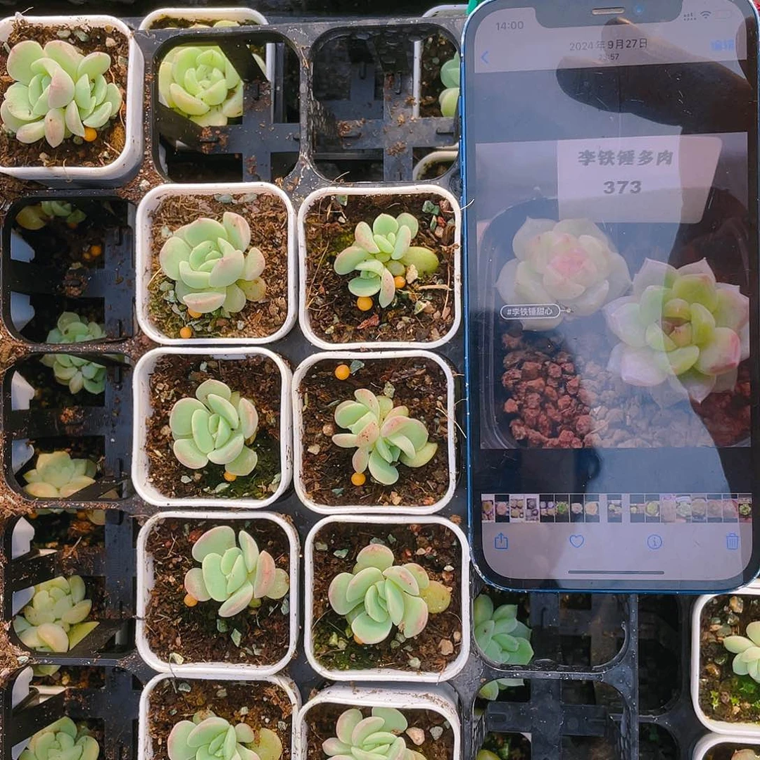 373 中苗盆一个满25包邮