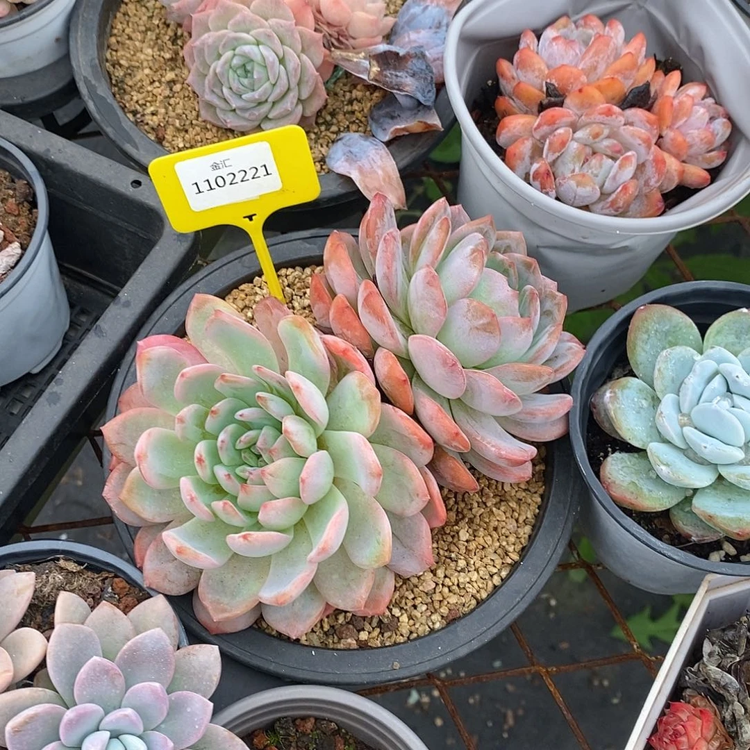 福利多多，1102221