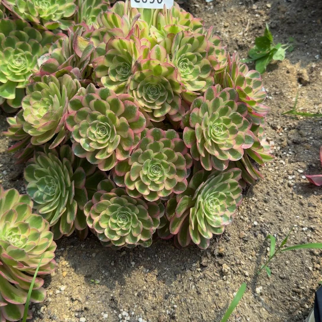 a**ù，856火龙果到秋天。多肉植物