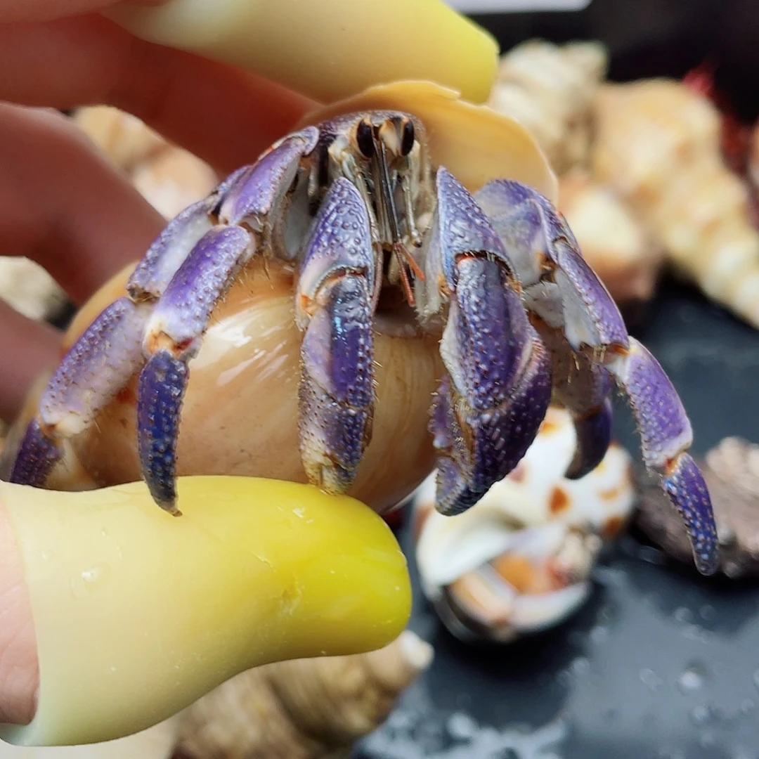 2.8口通体炫彩紫紫陆