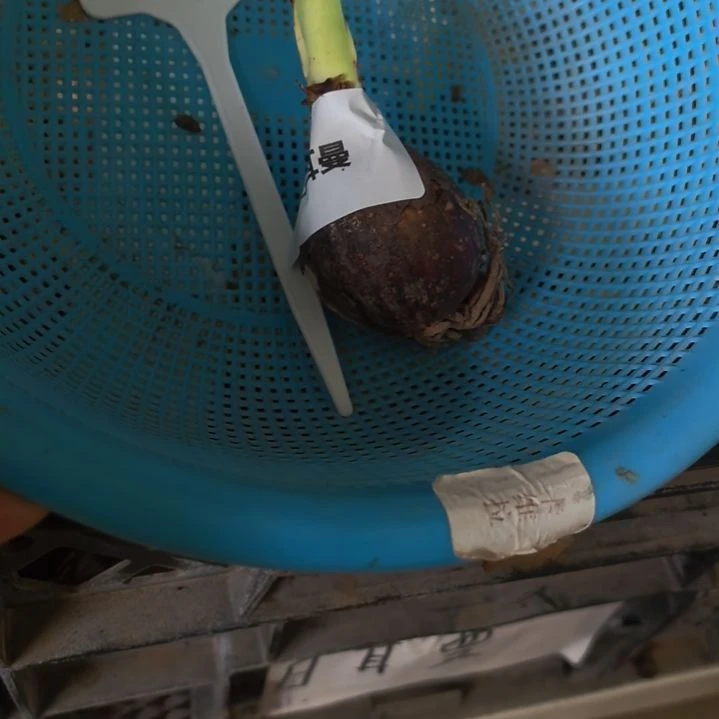 当前无花栽培后可以开花 02日耳曼