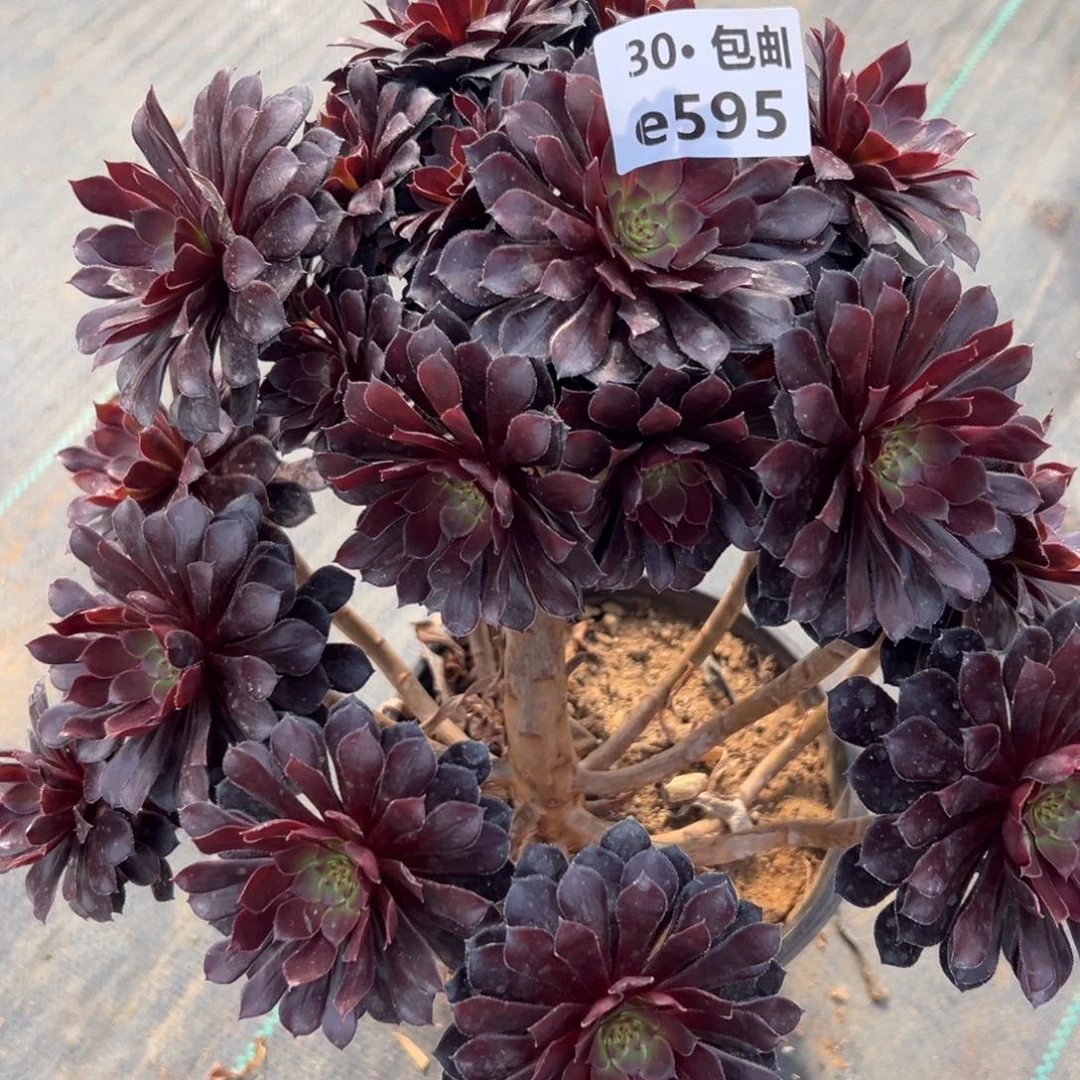 595黑铜多肉法师