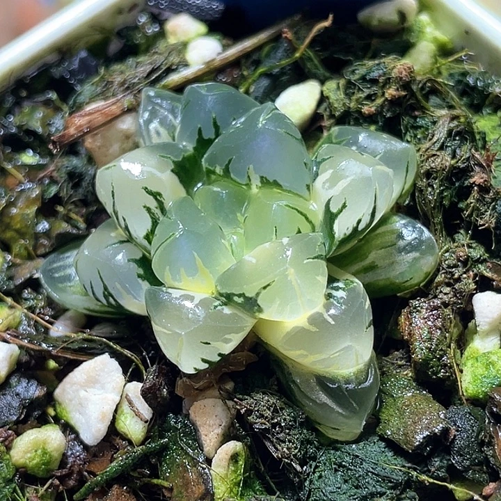 561广濑锦特选福利