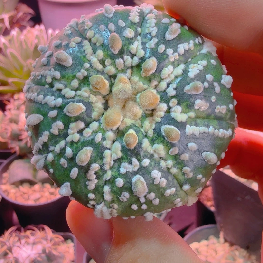 特价皇冠兜多肉植物