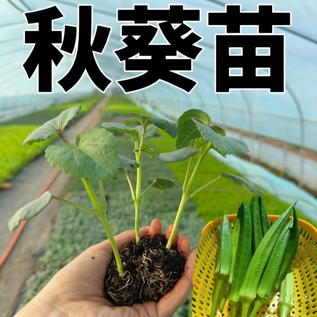 四季超嫩水果秋葵秧苗更耐老黄红绿水果秋葵秧苗春秋菜园盆栽带土