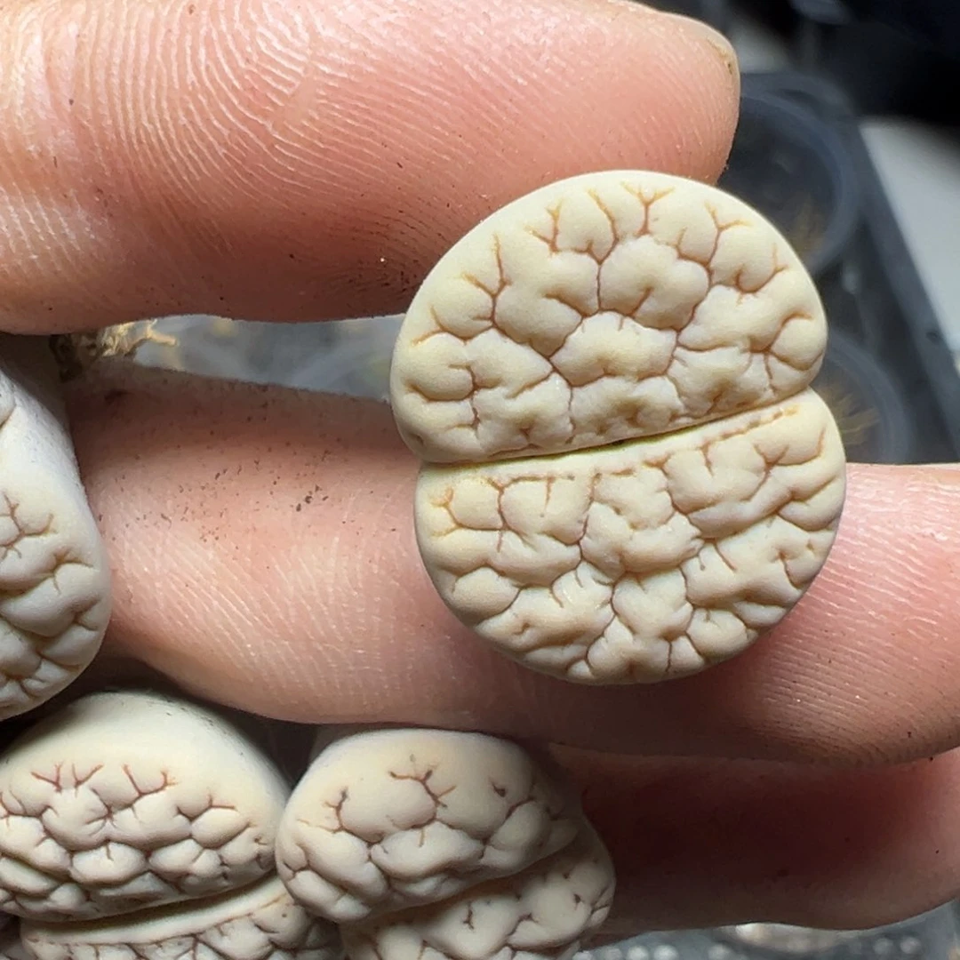 【闪购商品】M228……