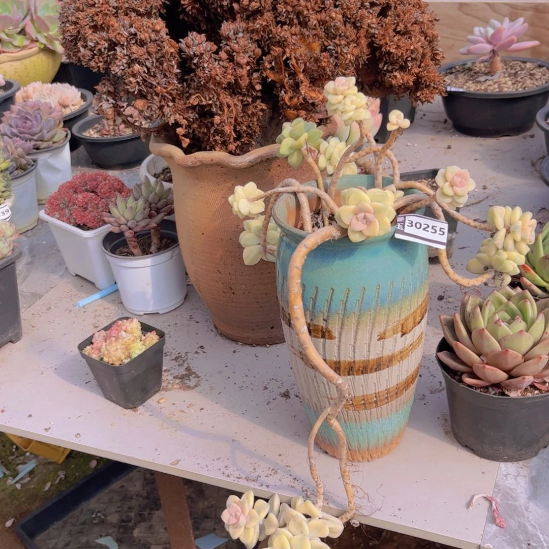 小***陆美杏锦多肉植物30255