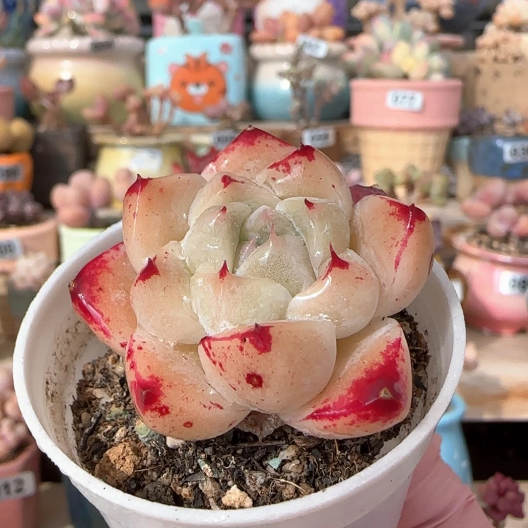 优选 冰橙 一物一拍