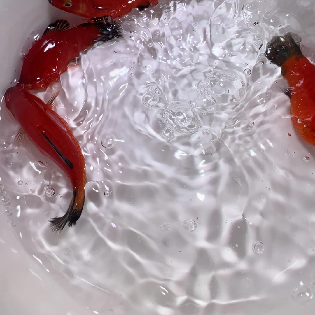 虎皮鱼黑尾猫5公分4条装