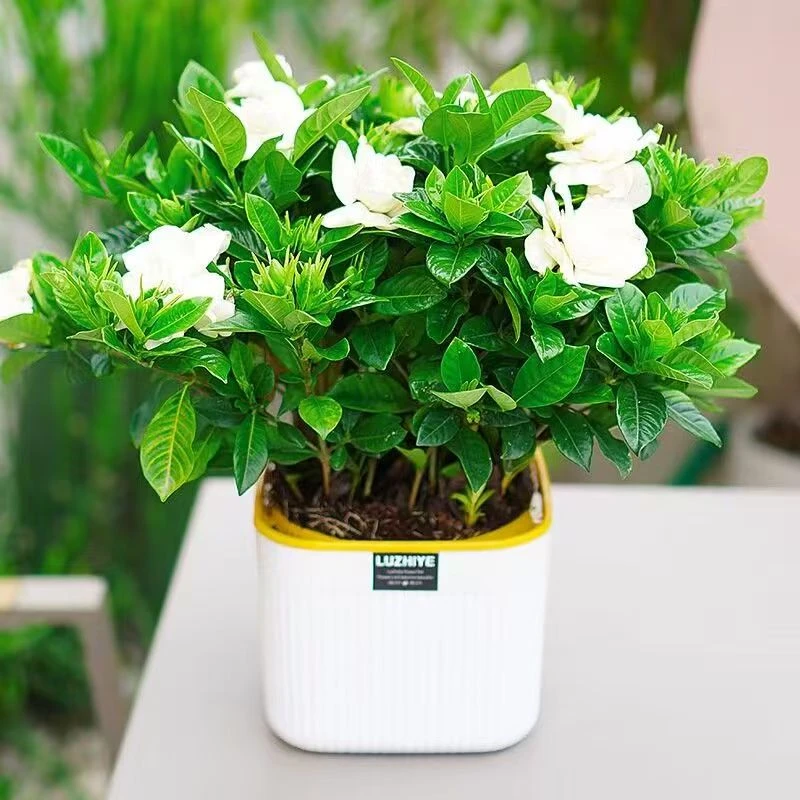 栀子花大盆带花苞浓香型净化空气牡丹栀子花卉绿植物阳台四季常青