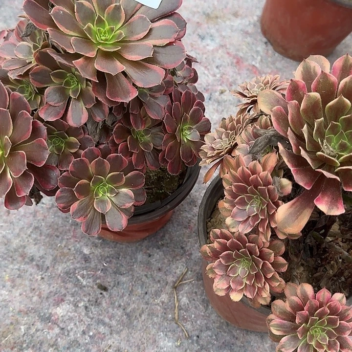 0767水果糖，铜雀台