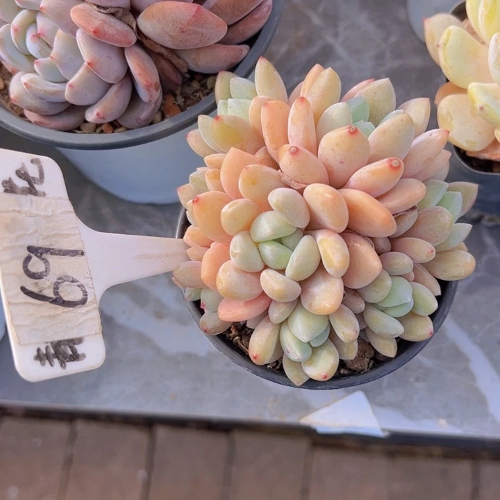 健健康康平平安安