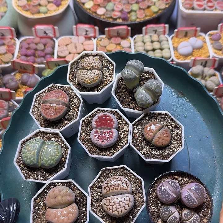 生石花福利无售后3:：，在。 18号