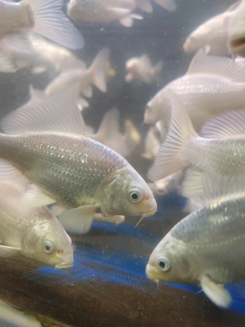 九鲤蝴蝶鲤，精品蝴蝶鲤，收到鱼拍开箱视频