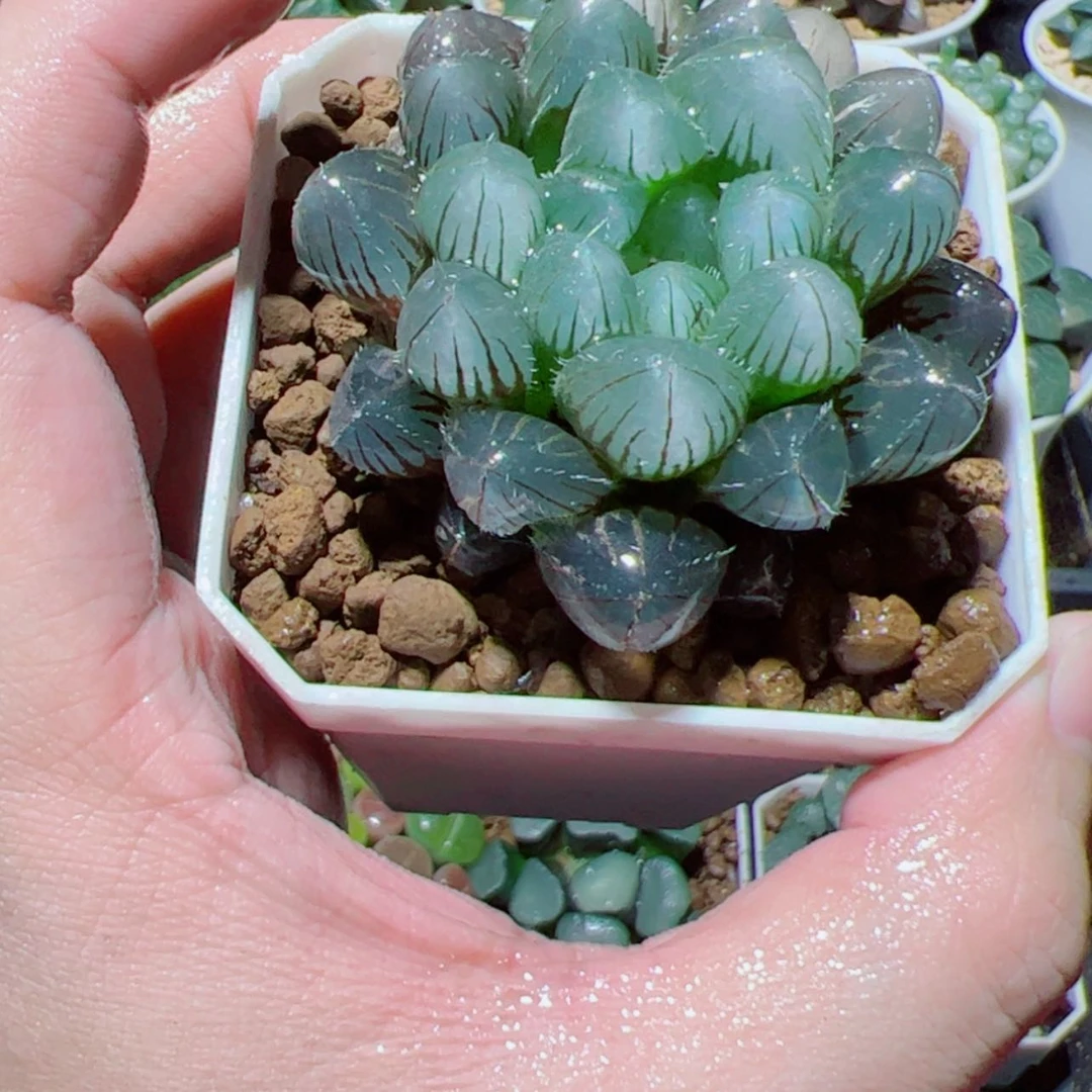 【闪购商品】紫镜玉露