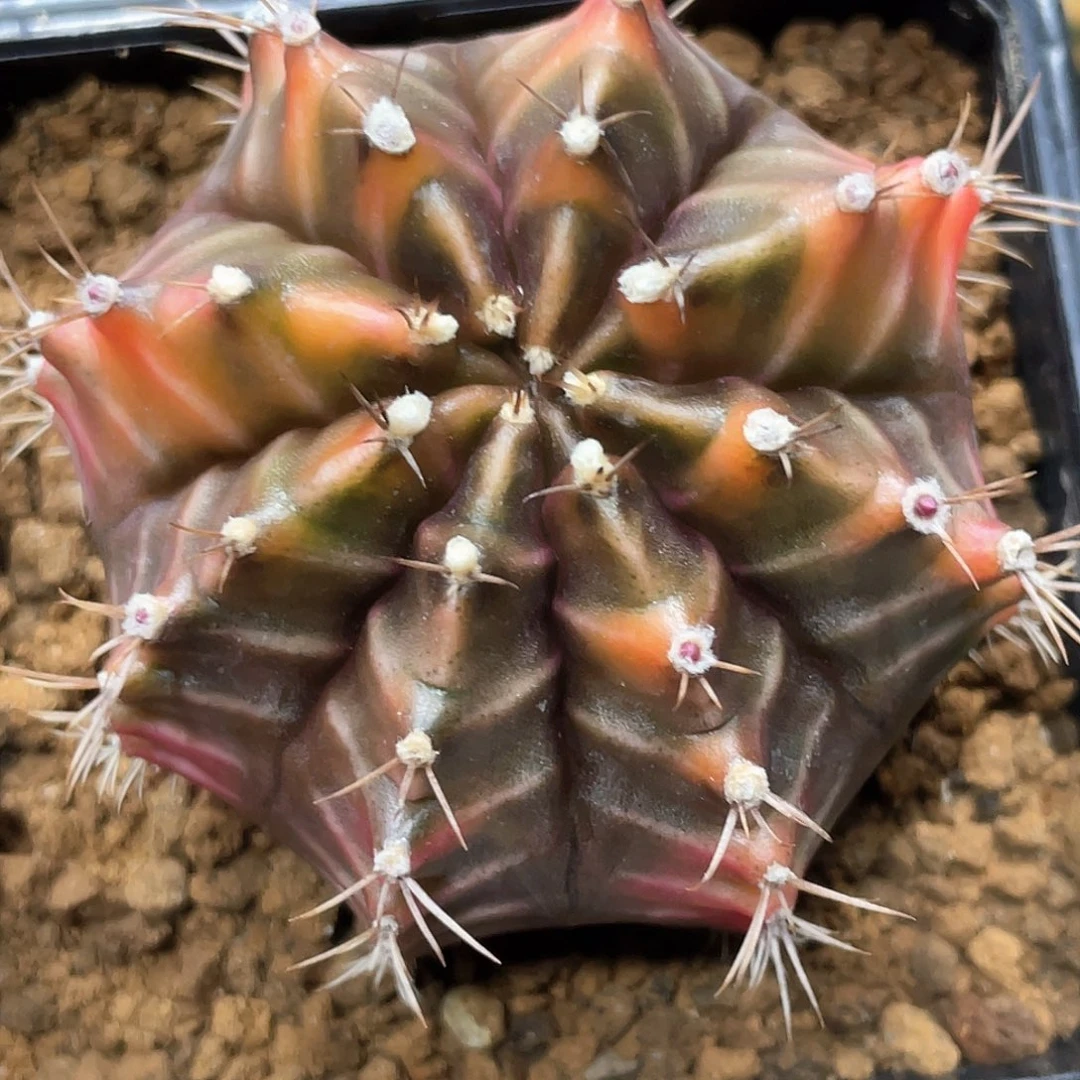 泰系实生根，乌贼B