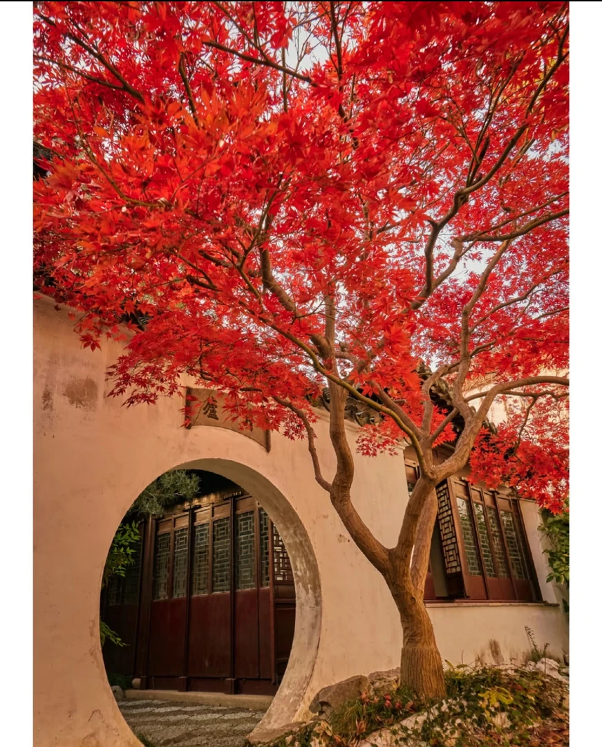 红枫中华小叶红庭院造景禅意风杂木枫（直播间一物一拍）所见即所得