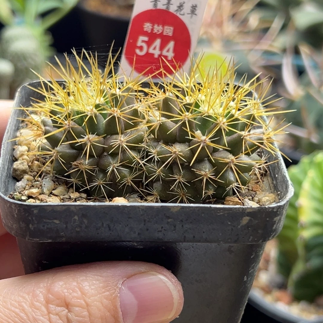 实生双头金刺球一棵仙人球