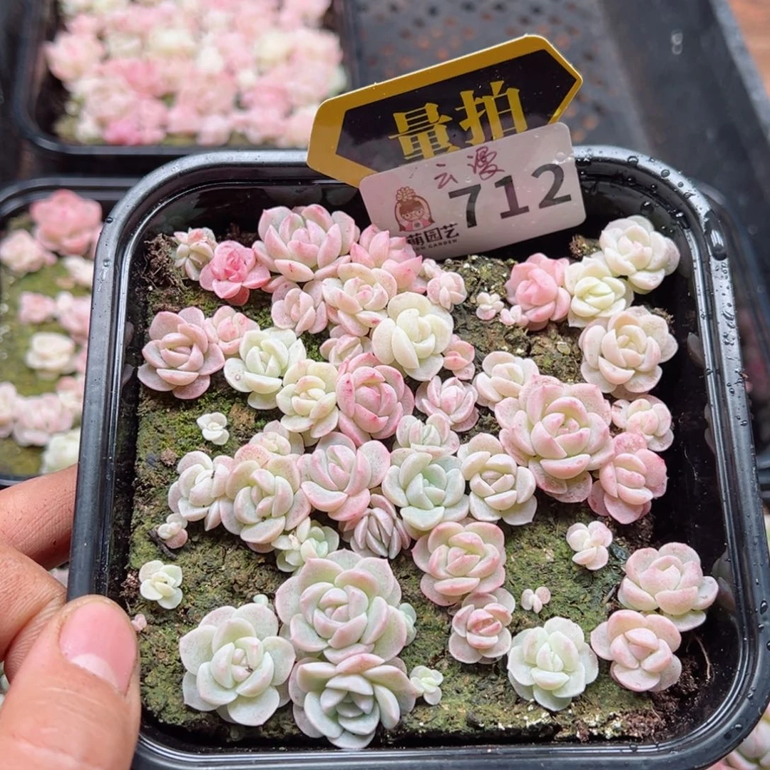 多肉植物多肉植物