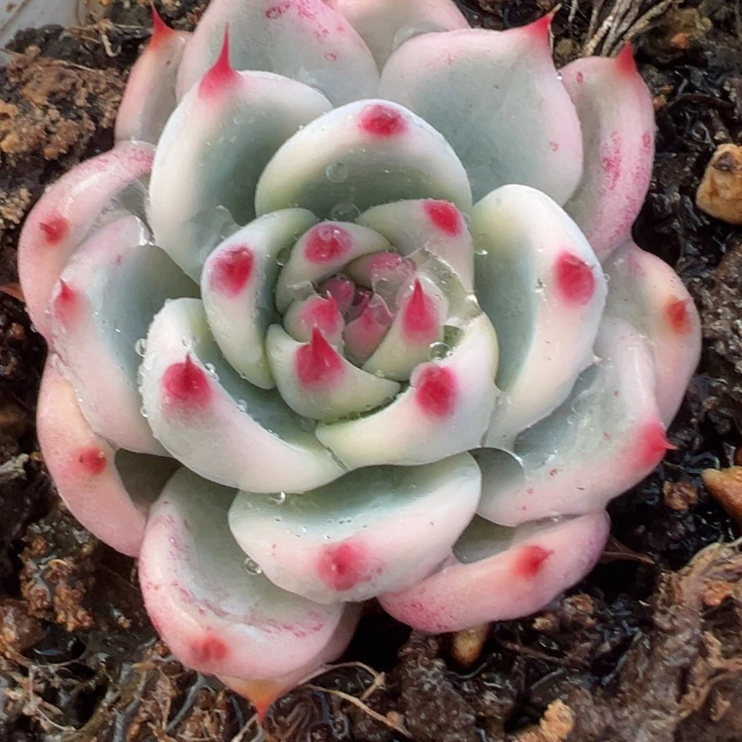 吉娃娃锦，覆轮锦小可爱介意小慎拍