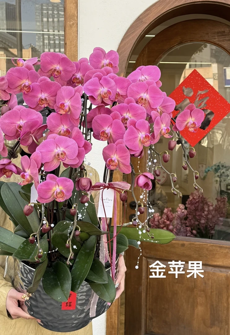 蝴蝶兰【金苹果】3.0寸苗