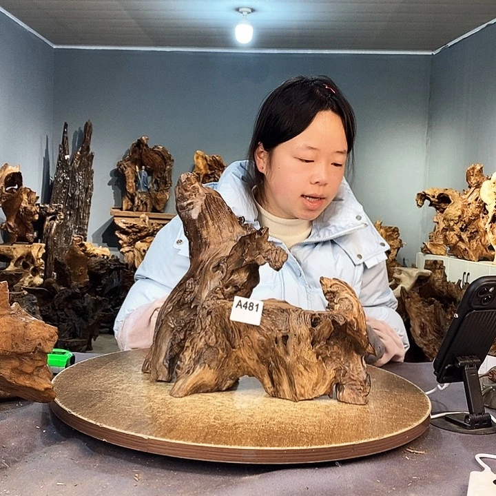 茶盏娇*481株木的随行的根艺